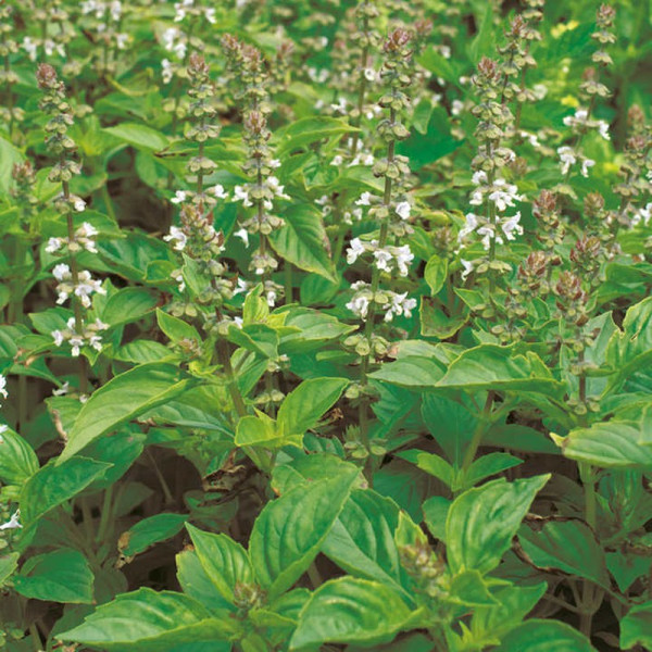 Buy Herb Seeds Basil Lime Mrs Burns Online - Plant Seeds