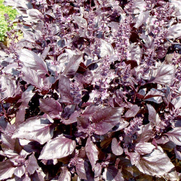 Buy Seeds for Pollinators Basil Round Midnight Online - Plant Seeds Buy Seeds for Pollinators Basil Round Midnight Online - Plant Seeds