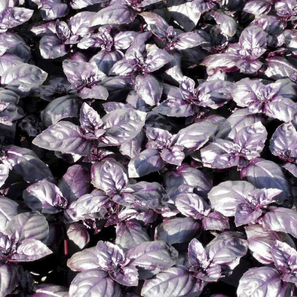 Buy Herb Seed Basil Summer Surprise Online - Plant Seeds