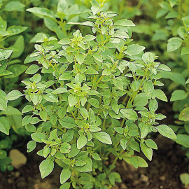 Herb Seed Basil Bush