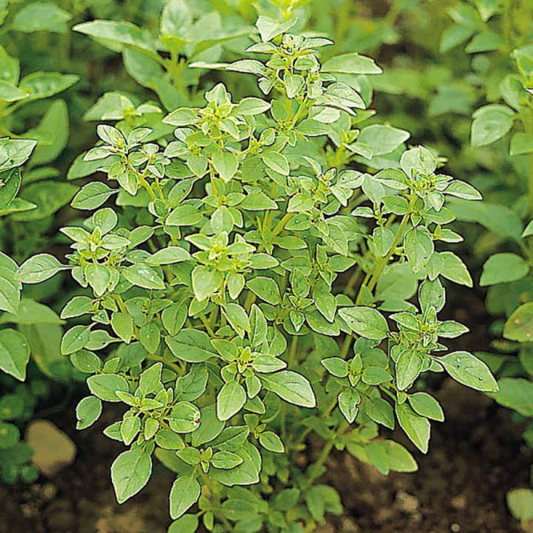 Buy Herb Seed Basil Bush Online - Plant Seeds