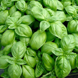 Herb Seed Basil Sweet