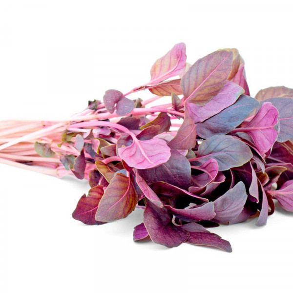 Buy Sprouting Seeds Basil Dark Opal Online - Plant Seeds Buy Sprouting Seeds Basil Dark Opal Online - Plant Seeds