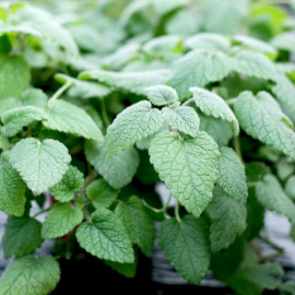 Herb Seeds Lemon Balm Mandarina
