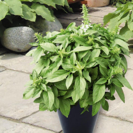 Herb Seeds Basil Floral Spires White