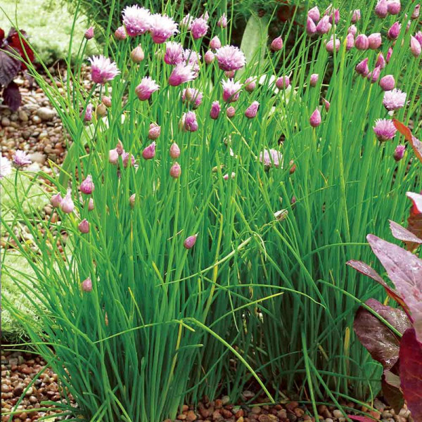 Buy Herb Seed Chives Online - Plant Seeds