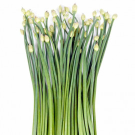 Herb Seed Garlic Chives