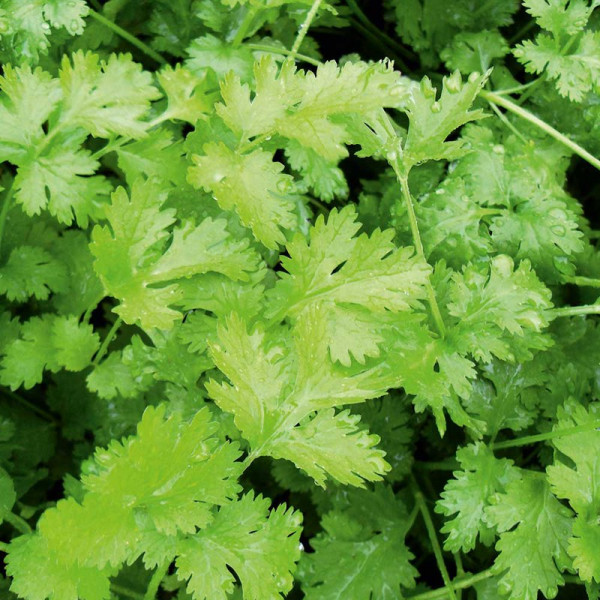 Buy Herb Seed Coriander Online - Plant Seeds