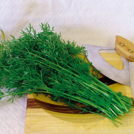 Herb Seeds Coriander Confetti