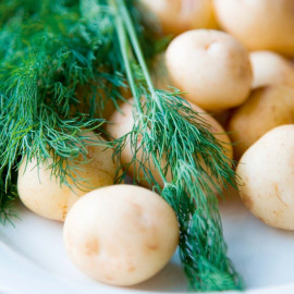 Herb Seed Dill