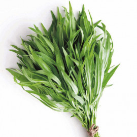 Herb Seed Tarragon Russian