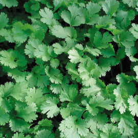 Herb Seed Lemon Coriander