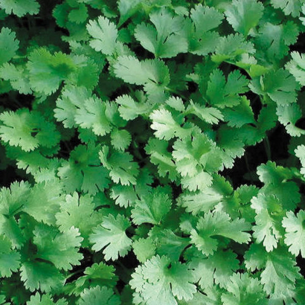Buy Herb Seed Lemon Coriander Online - Plant Seeds