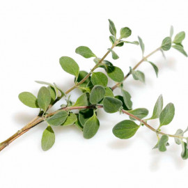 Herb Seed Marjoram Sweet