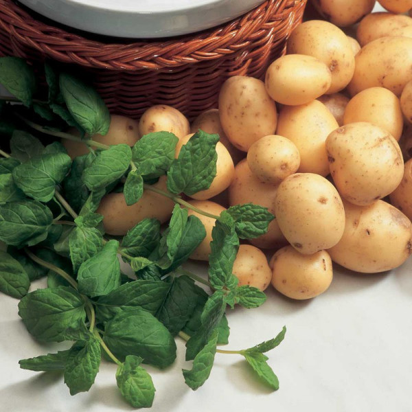 Buy Herb Seed Mint Online - Plant Seeds