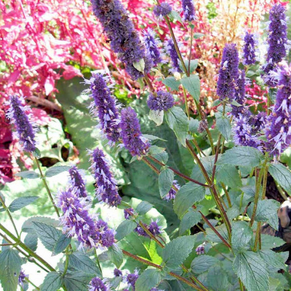 Buy Herb Seed Korean Mint Online - Plant Seeds