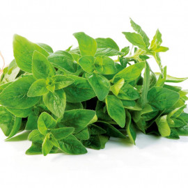 Herb Seed Oregano