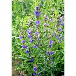 Herb Seeds Hyssop Blue