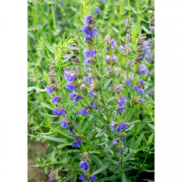 Buy Herb Seeds Hyssop Blue Online - Plant Seeds