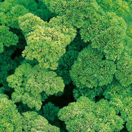 Herb Seed Parsley Envy