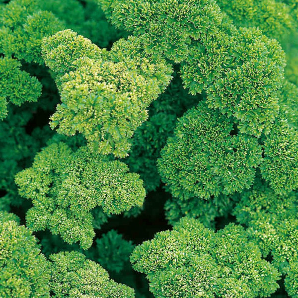 Buy Herb Seed Parsley Envy Online - Plant Seeds