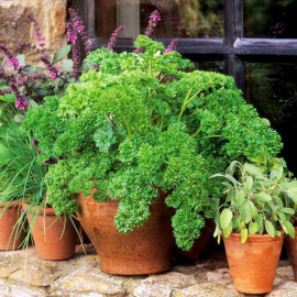 Parsley Seeds Moss Curled 2