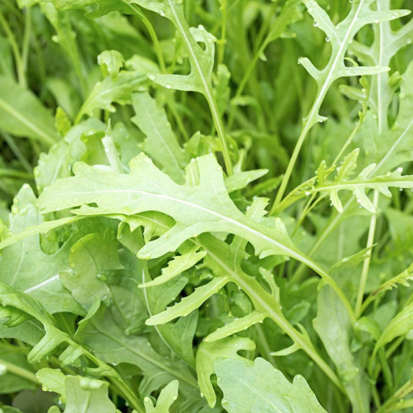 Buy Rocket Seeds Online - Plant Seeds Buy Rocket Seeds Online - Plant Seeds