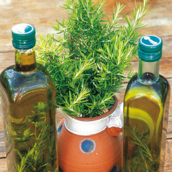 Herb Seed Rosemary