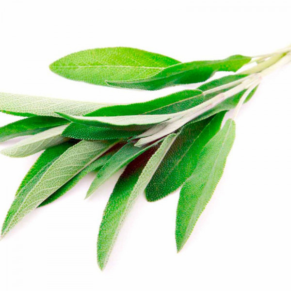 Buy Sage Herb Seeds Online - Plant Seeds Buy Sage Herb Seeds Online - Plant Seeds