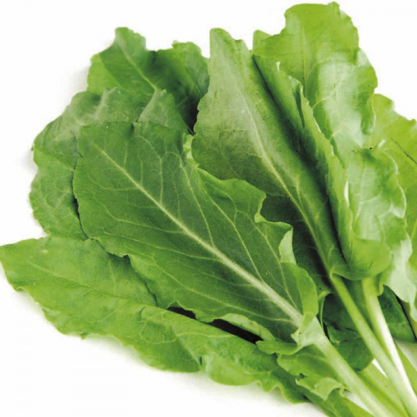 Buy Herb Seed Sorrel Online - Plant Seeds