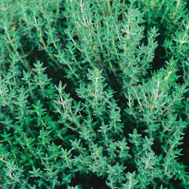 Herb Seed Thyme Common