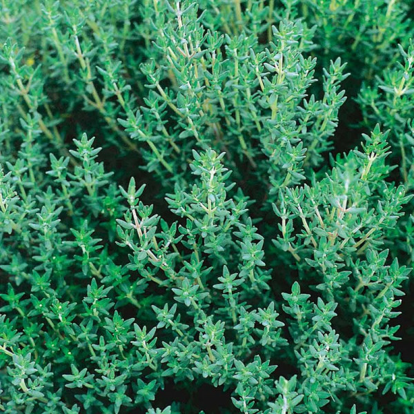 Buy Herb Seed Thyme Common Online - Plant Seeds
