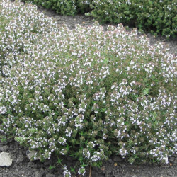 Herb Seed Thyme Orange Scented