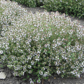 Herb Seed Thyme Orange Scented