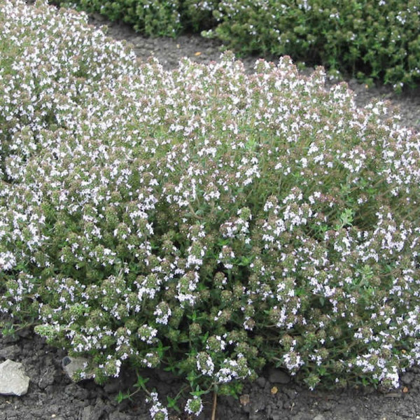 Buy Herb Seed Thyme Orange Scented Online - Plant Seeds