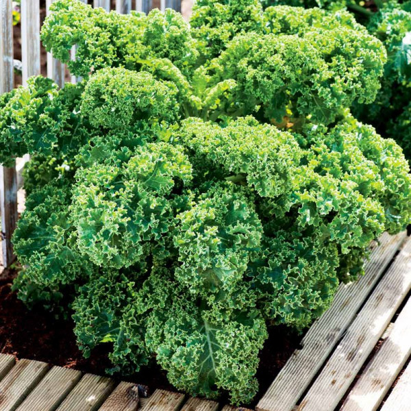 Buy Kale Seeds Dwarf Green Curled Online - Plant Seeds