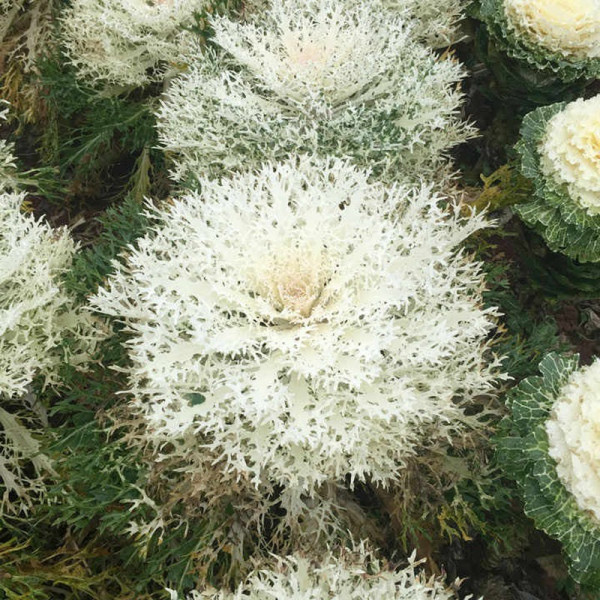 Buy Kale (Borecole) Seeds F1 Peacock White Online - Plant Seeds