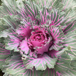 Kale Seeds Buttonhole Starmaker