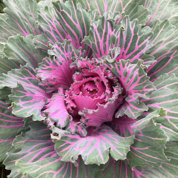 Buy Kale Seeds Buttonhole Starmaker Online - Plant Seeds