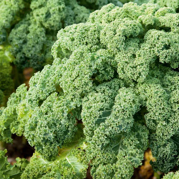 Buy Kale Seeds F1 Reflex Online - Plant Seeds