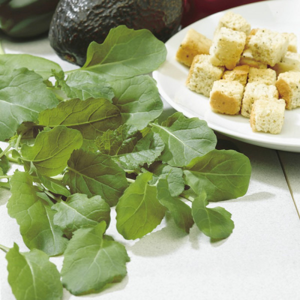 Buy Garlic Kale Seeds Online - Plant Seeds Buy Garlic Kale Seeds Online - Plant Seeds