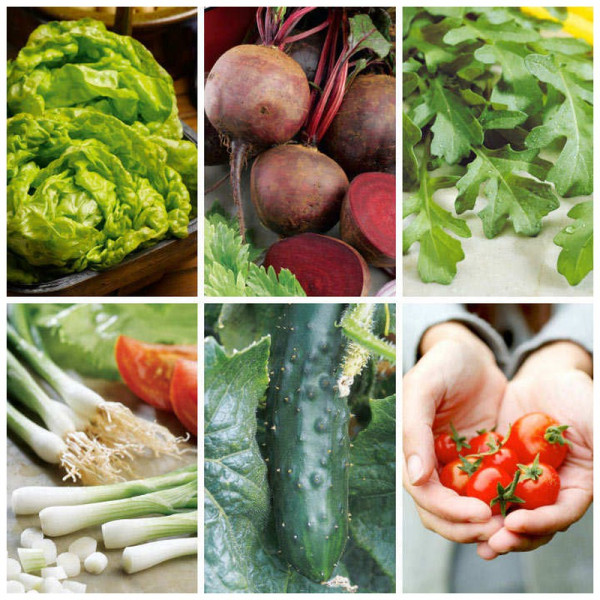 Buy Salad Seeds Collection Online - Plant Seeds Buy Salad Seeds Collection Online - Plant Seeds