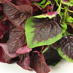 Salad Leaves Seeds Andean Superfood Mix