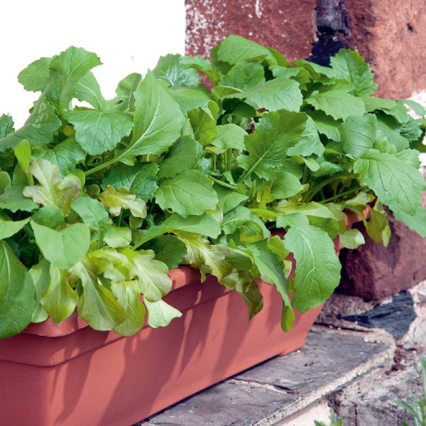 Buy Leaf Salad Seeds Italian Mix Online - Plant Seeds