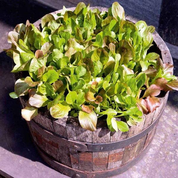 Buy Lettuce Seeds Cos Lettuce Mix Online - Plant Seeds
