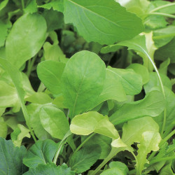Leaf Salad Seeds French Mix