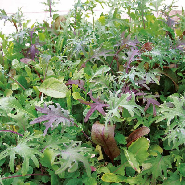 Buy Salad Leaves Seeds Full On ; Fiery Online - Plant Seeds