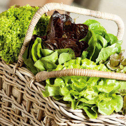 Lettuce Seeds Mixed Varieties