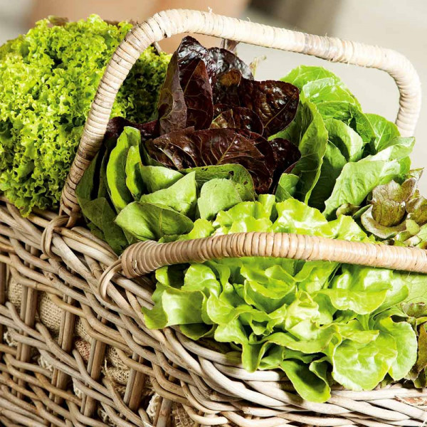 Buy Lettuce Seeds Mixed Varieties Online - Plant Seeds