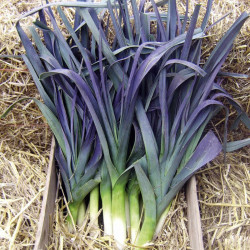 Leek Seeds Northern Lights F1